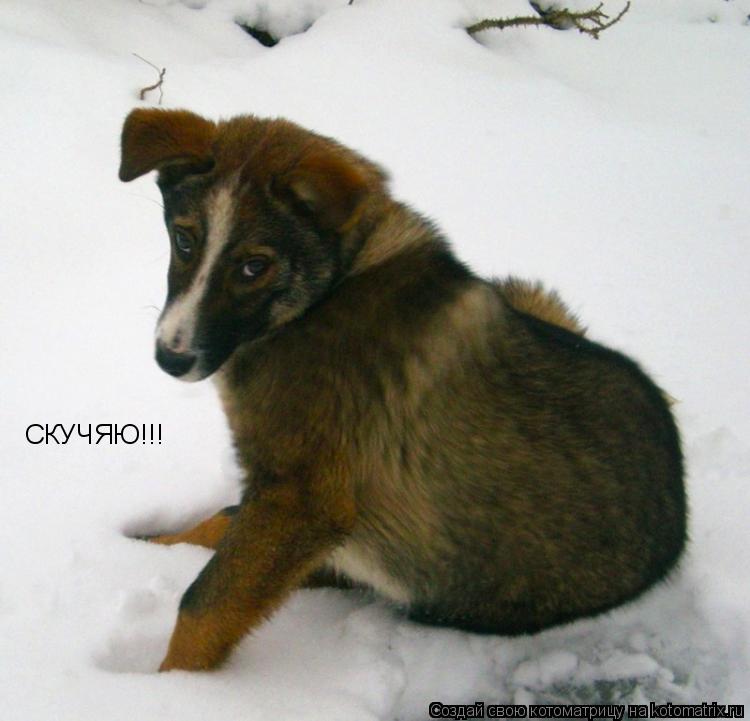 СКУЧЯЮ!!!... Котоматрица: СКУЧЯЮ!!!