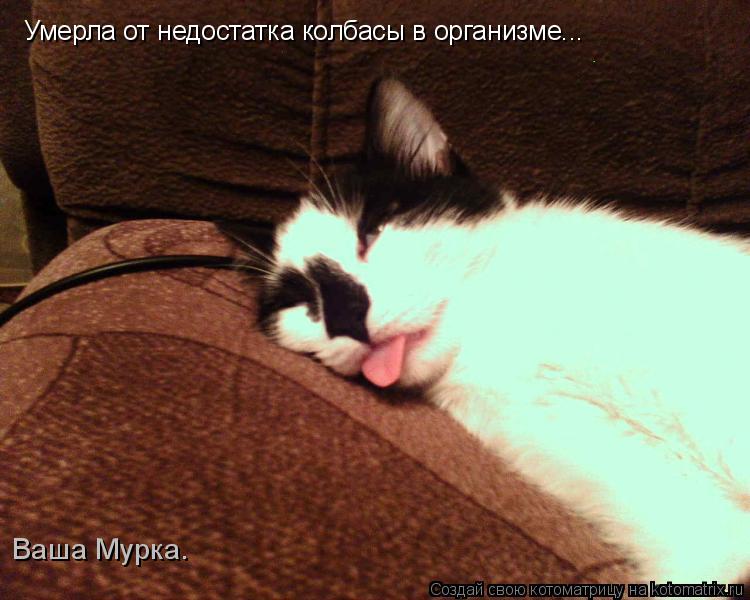 Умерла от недостатка колбасы в организме... Ваша Мурка.... Котоматрица: Умерла от недостатка колбасы в организме... Ваша Мурка.