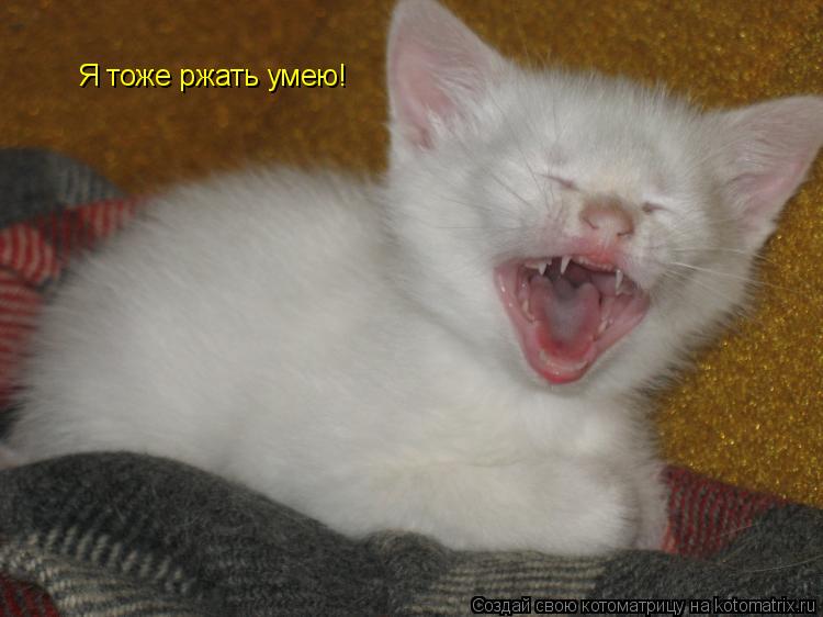 Я тоже ржать умею!... Котоматрица: Я тоже ржать умею!