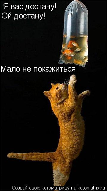 Я вас достану! Ой достану! Мало не покажиться!... Котоматрица: Я вас достану! Ой достану! Мало не покажиться!