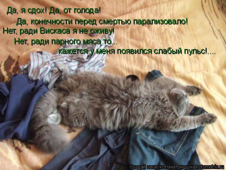 Да, я сдох! Да, от голода! Да, конечности перед смертью парализовало! Нет, ради Вискаса я не оживу! ... Котоматрица: Да, я сдох! Да, от голода! Да, конечности перед смертью парализовало! Нет, ради Вискаса я не оживу! Нет, ради парного мяса то... кажется у меня п