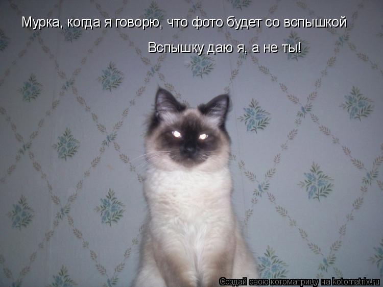 Мурка, когда я говорю, что фото будет со вспышкой Вспышку даю я, а не ты!... Котоматрица: Мурка, когда я говорю, что фото будет со вспышкой Вспышку даю я, а не ты!