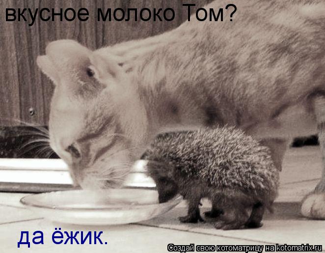 вкусное молоко Том? да ёжик.... Котоматрица: вкусное молоко Том? да ёжик.