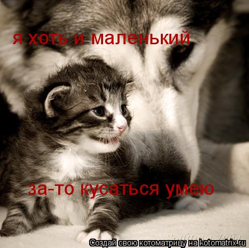 я хоть и маленький за-то кусаться умею... Котоматрица: я хоть и маленький за-то кусаться умею