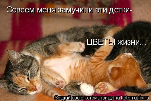 Совсем меня замучили эти детки- ЦВЕТЫ жизни...... Котоматрица: Совсем меня замучили эти детки- ЦВЕТЫ жизни...