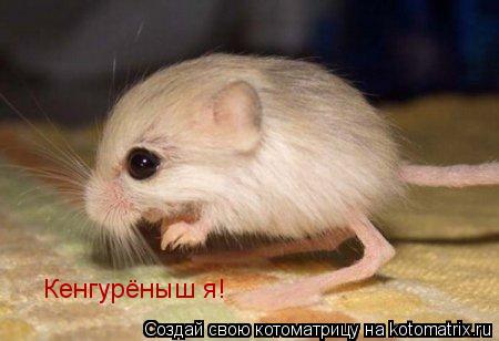 Кенгурёныш я!... Котоматрица: Кенгурёныш я!