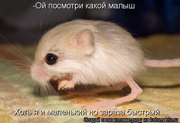 Котоматрица: Хоть я и маленький но зараза быстрый -Ой посмотри какой малыш