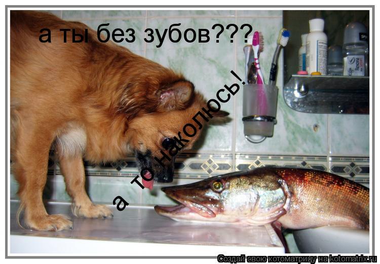 а ты без зубов??? а то наколюсь!... Котоматрица: а ты без зубов??? а то наколюсь!