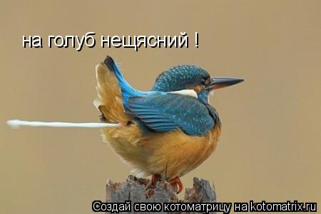 на голуб нещясний !... Котоматрица: на голуб нещясний !