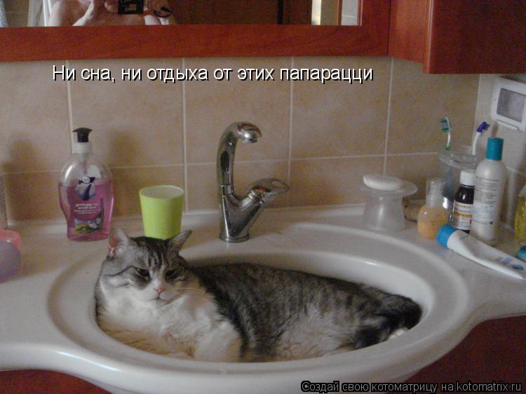 Ни сна, ни отдыха от этих папарацци... Котоматрица: Ни сна, ни отдыха от этих папарацци