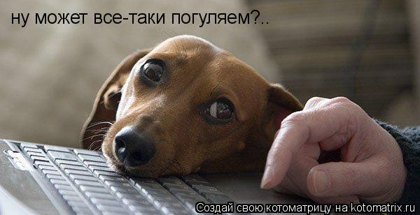 ну может все-таки погуляем?..... Котоматрица: ну может все-таки погуляем?..