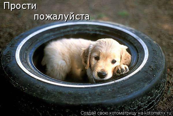 Прости пожалуйста... Котоматрица: Прости пожалуйста