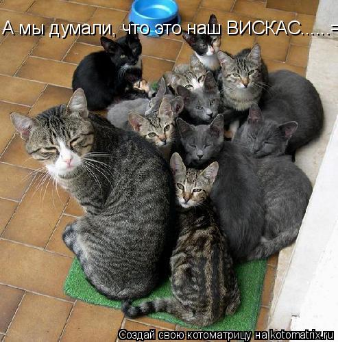 А мы думали, что это наш ВИСКАС......=)))))))0... Котоматрица: А мы думали, что это наш ВИСКАС......=)))))))0