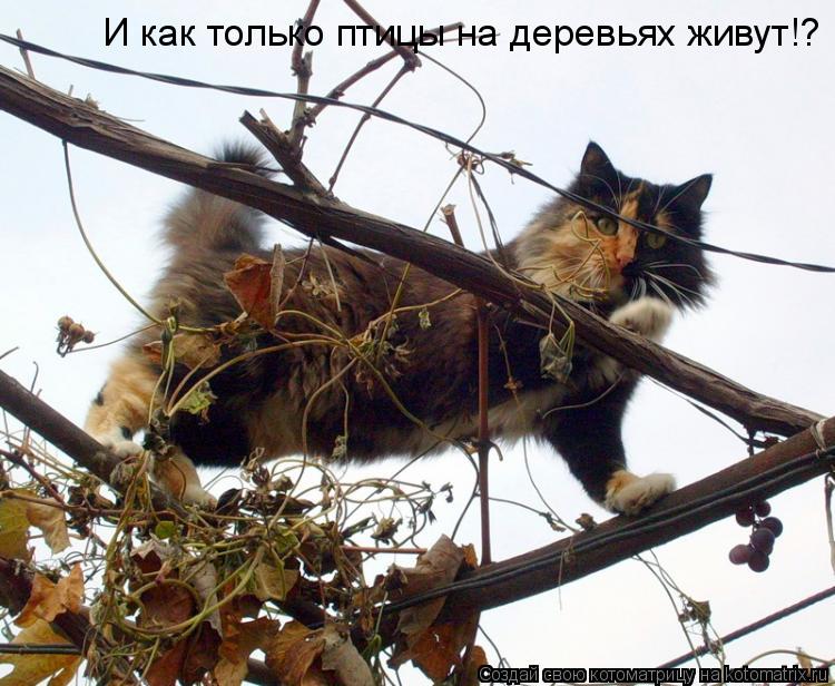 И как только птицы на деревьях живут!?... Котоматрица: И как только птицы на деревьях живут!?
