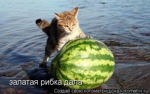 залатая рибка дала... Котоматрица: залатая рибка дала