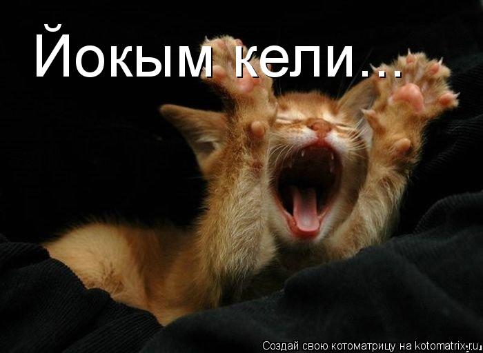 Йокым кели...... Котоматрица: Йокым кели...