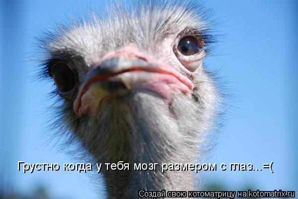 Грустно когда у тебя мозг размером с глаз...=(... Котоматрица: Грустно когда у тебя мозг размером с глаз...=(
