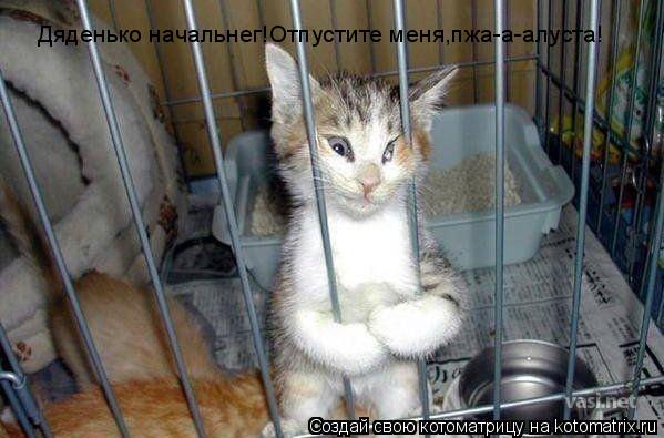 Дяденько начальнег!Отпустите меня,пжа-а-алуста!... Котоматрица: Дяденько начальнег!Отпустите меня,пжа-а-алуста!