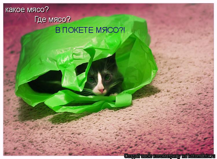 какое мясо? Где мясо? В ПОКЕТЕ МЯСО?!... Котоматрица: какое мясо? Где мясо? В ПОКЕТЕ МЯСО?!
