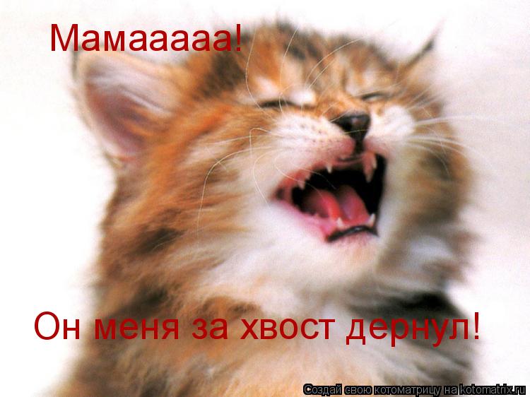 Мамааааа! Он меня за хвост дернул!... Котоматрица: Мамааааа! Он меня за хвост дернул!