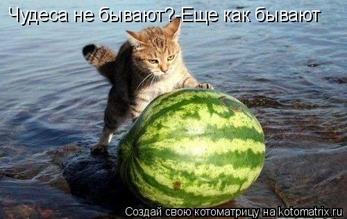 Чудеса не бывают?-Еще как бывают... Котоматрица: Чудеса не бывают?-Еще как бывают
