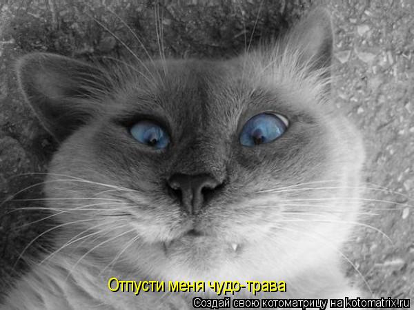 Отпусти меня чудо-трава... Котоматрица: Отпусти меня чудо-трава