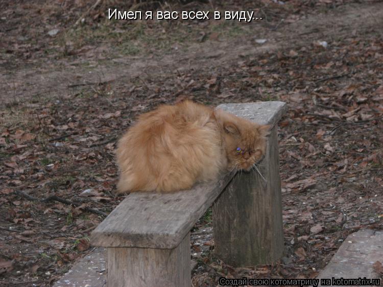 Имел я вас всех в виду...... Котоматрица: Имел я вас всех в виду...