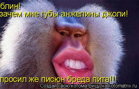 Котоматрица: блин! зачем мне губы анжелины джоли! просил же писюн бреда пита!!!