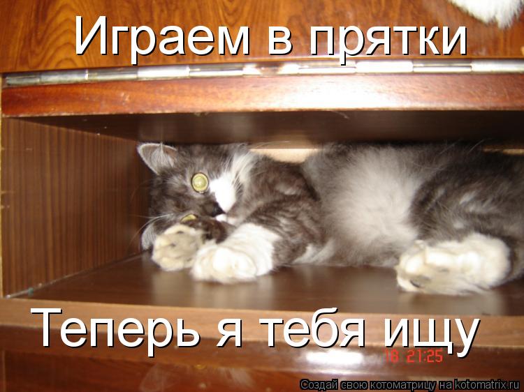 Играем в прятки Теперь я тебя ищу... Котоматрица: Играем в прятки Теперь я тебя ищу