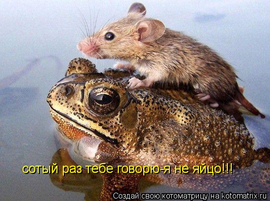 сотый раз тебе говорю-я не яйцо!!!... Котоматрица: сотый раз тебе говорю-я не яйцо!!!