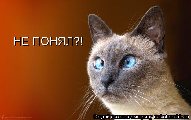 НЕ ПОНЯЛ?!... Котоматрица: НЕ ПОНЯЛ?!