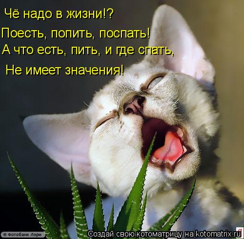 Чё надо в жизни!? Поесть, попить, поспать! Не имеет значения! А что есть, пить, и где спать,... Котоматрица: Чё надо в жизни!? Поесть, попить, поспать! Не имеет значения! А что есть, пить, и где спать,