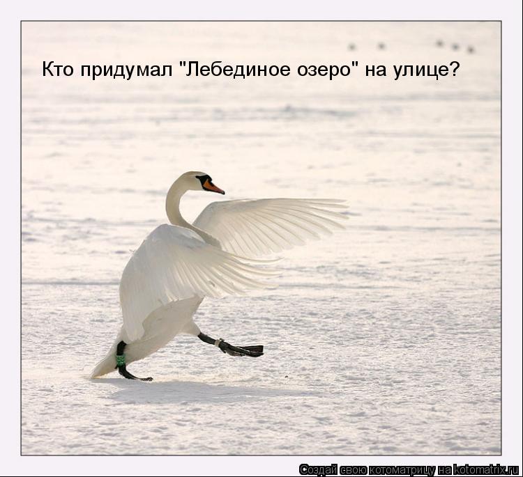 Кто придумал "Лебединое озеро" на улице?... Котоматрица: Кто придумал "Лебединое озеро" на улице?