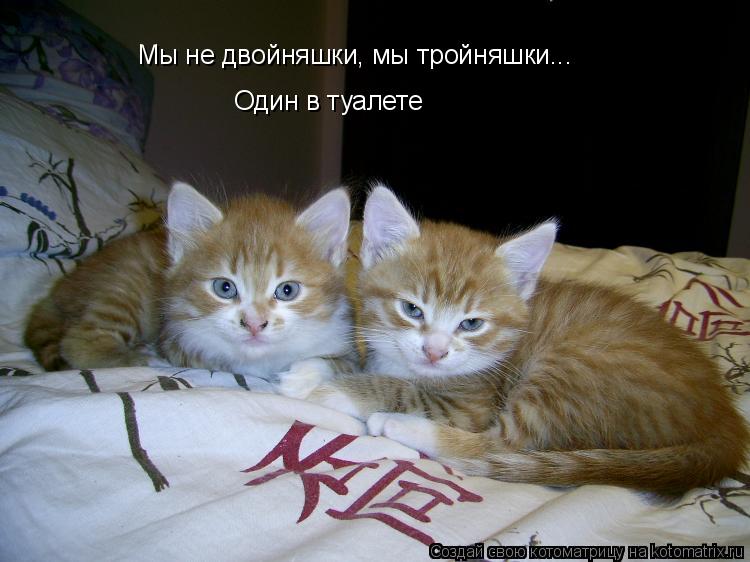 Мы не двойняшки, мы тройняшки... Один в туалете... Котоматрица: Мы не двойняшки, мы тройняшки... Один в туалете