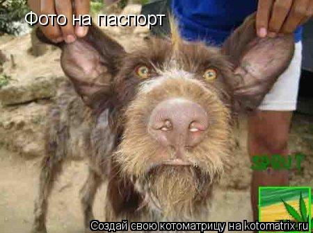 Фото на паспорт... Котоматрица: Фото на паспорт