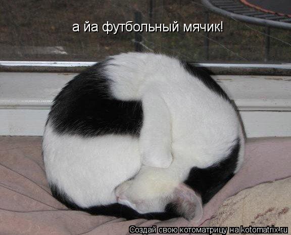 а йа футбольный мячик!... Котоматрица: а йа футбольный мячик!