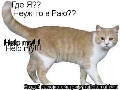 Где Я?? Неуж-то в Раю?? Help my!!! Help my!!! Help my!!!... Котоматрица: Где Я?? Неуж-то в Раю?? Help my!!! Help my!!! Help my!!!