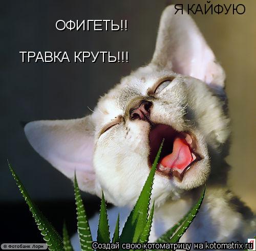 ОФИГЕТЬ!! ТРАВКА КРУТЬ!!! Я КАЙФУЮ... Котоматрица: ОФИГЕТЬ!! ТРАВКА КРУТЬ!!! Я КАЙФУЮ