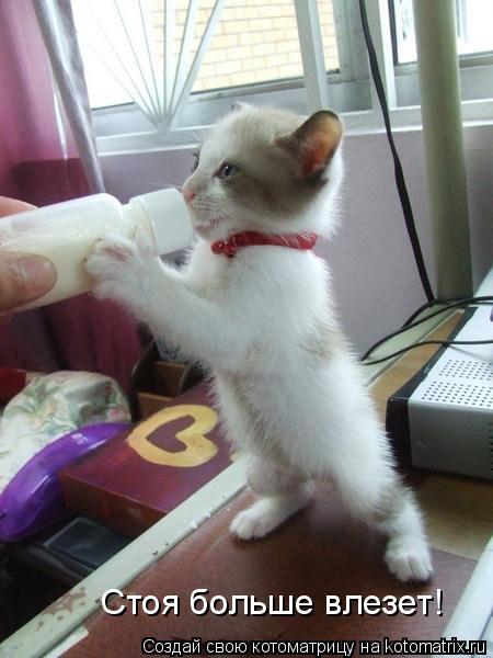 Стоя больше влезет!... Котоматрица: Стоя больше влезет!