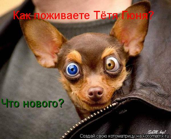 Как поживаете Тётя Гюня? Что нового?... Котоматрица: Как поживаете Тётя Гюня? Что нового?