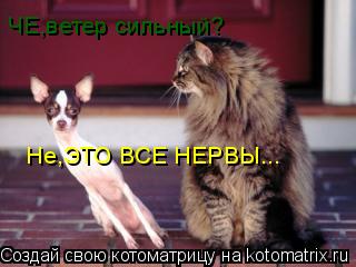 ЧЕ,ветер сильный? Не,ЭТО ВСЕ НЕРВЫ...... Котоматрица: ЧЕ,ветер сильный? Не,ЭТО ВСЕ НЕРВЫ...