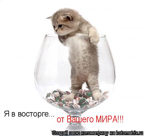 Я в восторге... от Вашего МИРА!!!... Котоматрица: Я в восторге... от Вашего МИРА!!!