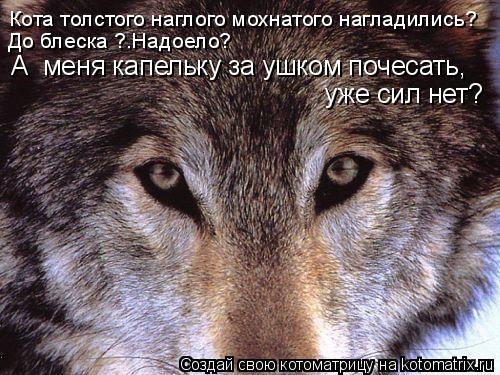 А меня капельку за ушком почесать, уже сил нет? Кота толстого наглого мохнатого нагладились? До бл... Котоматрица: А меня капельку за ушком почесать, уже сил нет? Кота толстого наглого мохнатого нагладились? До блеска ?.Надоело?