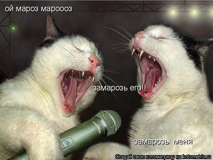 ой мароз мароооз замарозь меня замарозь его!!... Котоматрица: ой мароз мароооз замарозь меня замарозь его!!