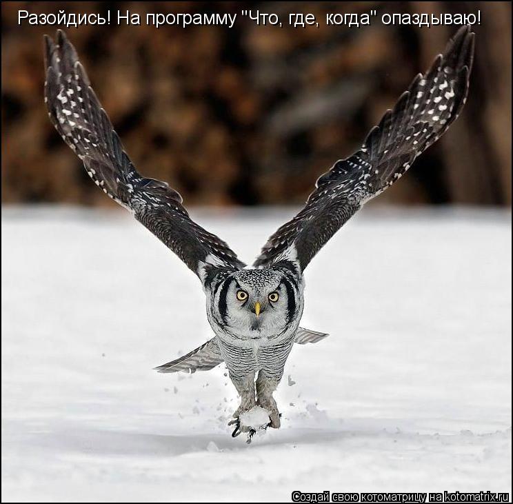 Котоматрица: Разойдись! На программу "Что, где, когда" опаздываю!