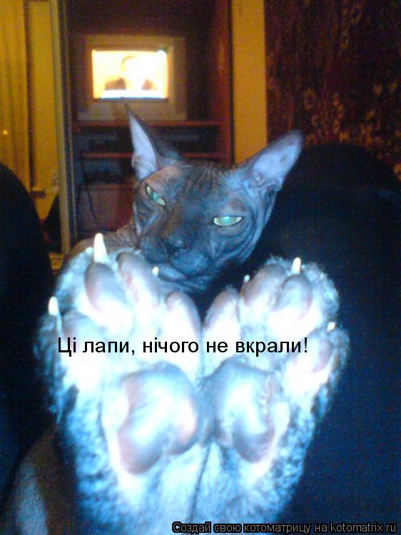 Цi лапи, нiчого не вкрали!... Котоматрица: Цi лапи, нiчого не вкрали!