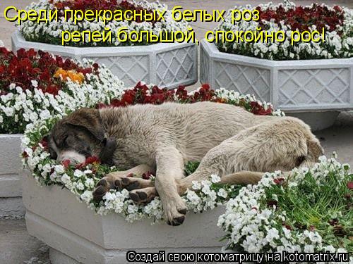 Среди прекрасных белых роз репей большой, спокойно рос!... Котоматрица: Среди прекрасных белых роз репей большой, спокойно рос!