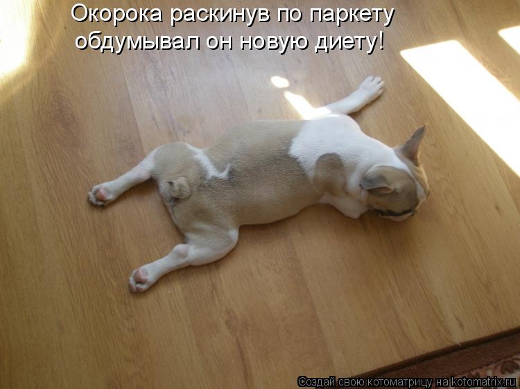Окорока раскинув по паркету обдумывал он новую диету!... Котоматрица: Окорока раскинув по паркету обдумывал он новую диету!