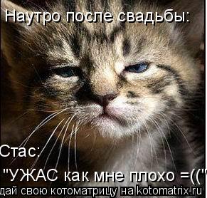 Наутро после свадьбы: Стас: "УЖАС как мне плохо =(("... Котоматрица: Наутро после свадьбы: Стас: "УЖАС как мне плохо =(("