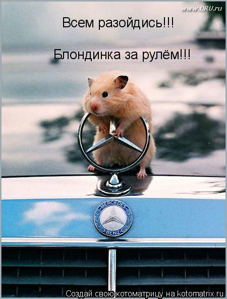 Всем разойдись!!! Блондинка за рулём!!!... Котоматрица: Всем разойдись!!! Блондинка за рулём!!!